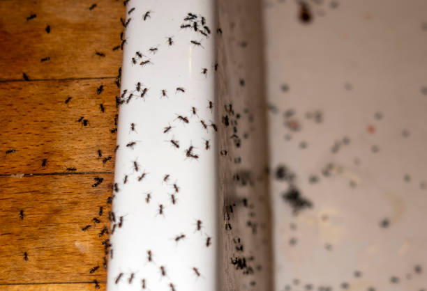 White River Junction, VT Pest Control Company