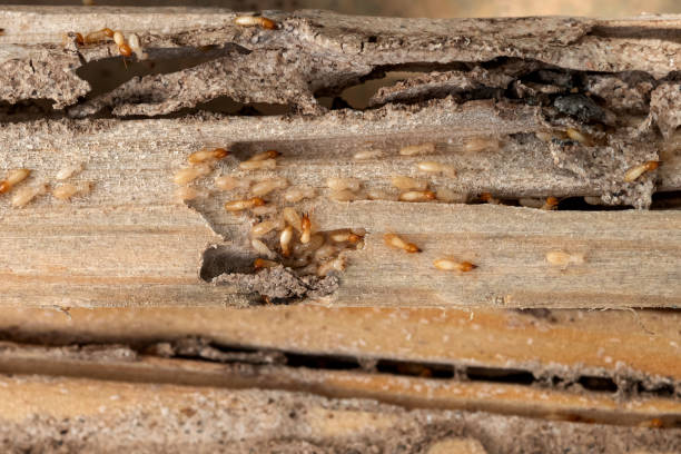 Best Termite Control Services  in White River Junction, VT