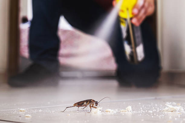 Best Spider Control Near Me  in White River Junction, VT